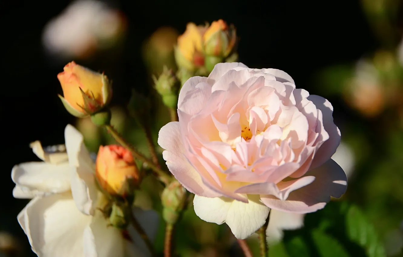 Photo wallpaper light, flowers, roses, garden, pink, buds, bokeh