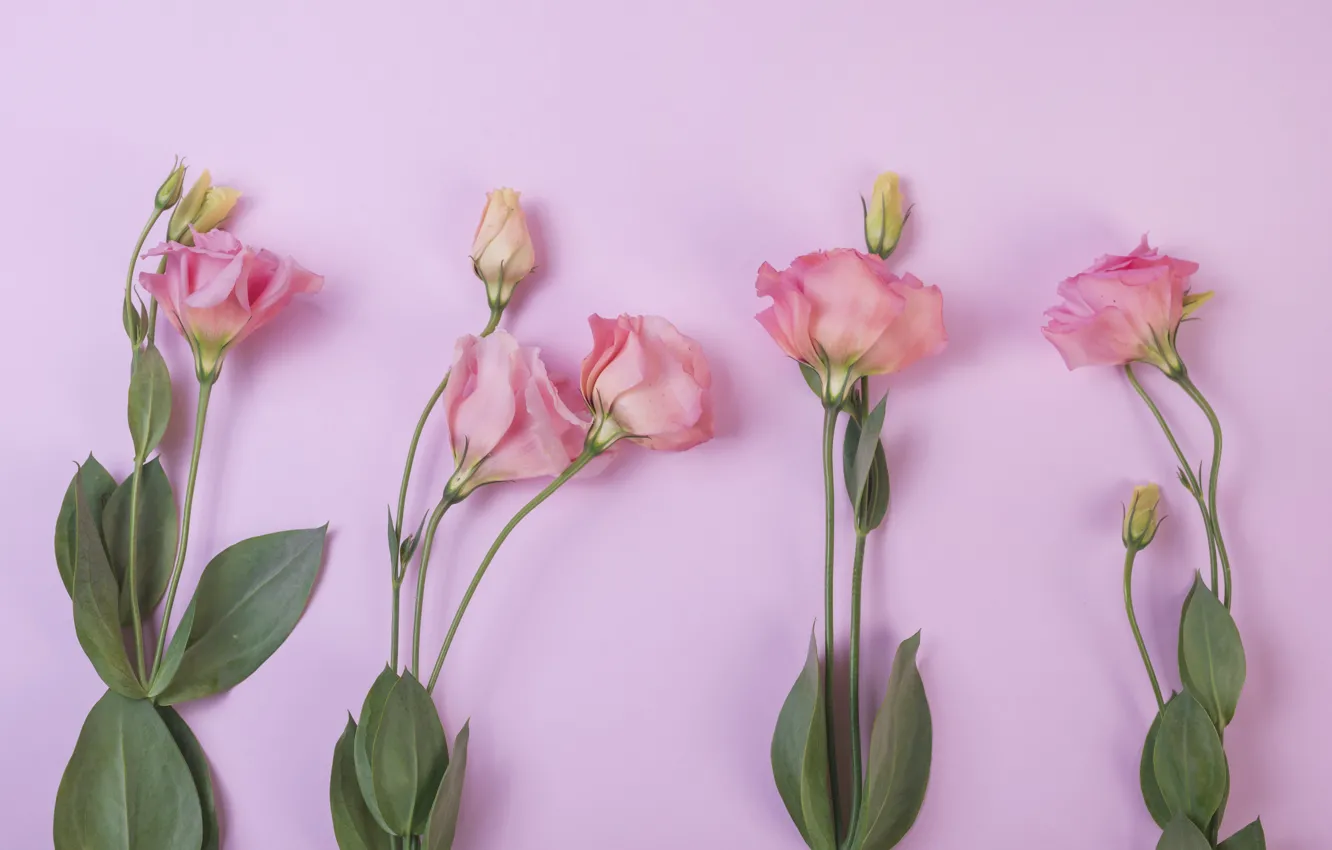 Photo wallpaper flowers, background, pink, pink, flowers, eustoma, eustoma
