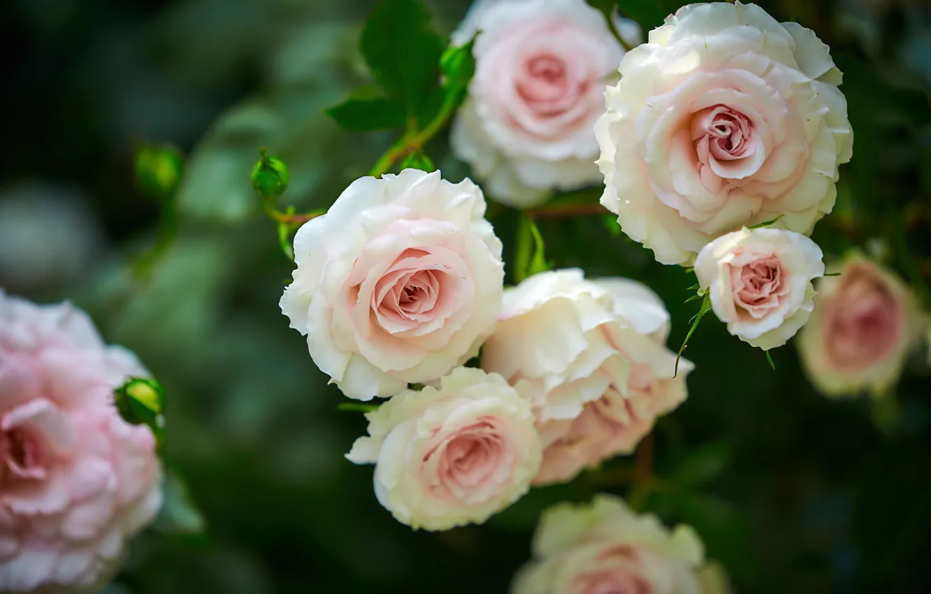 Photo wallpaper flowers, roses, white, buds, green background, rose Bush
