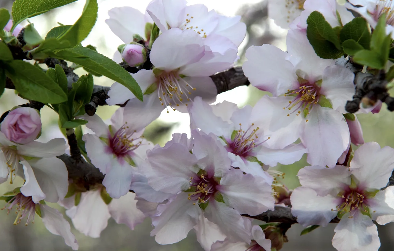 Photo wallpaper macro, spring, flowering