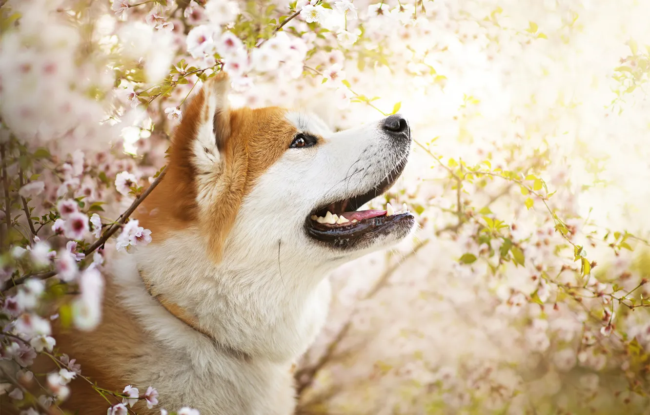 Photo wallpaper flowers, dog, spring, Ame