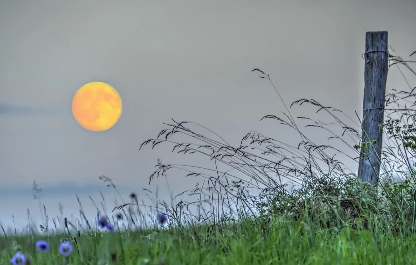 Photo wallpaper grass, background, the fence