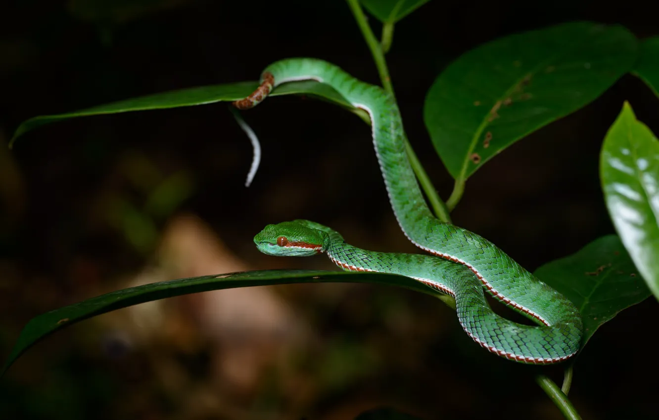 Photo wallpaper snake, color, poisonous