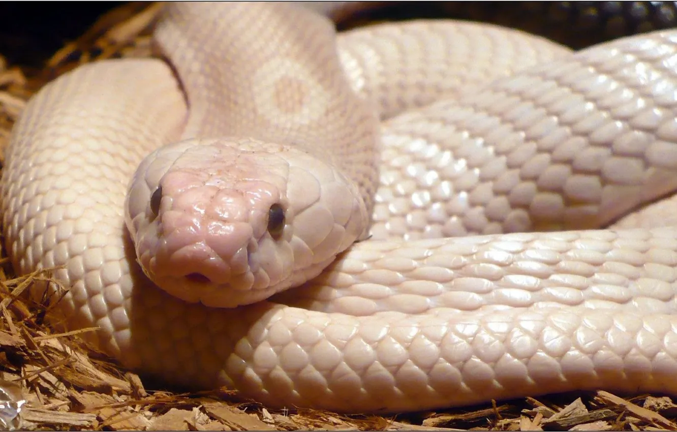 Photo wallpaper white, snake, reptile, Albino Monocled Cobra