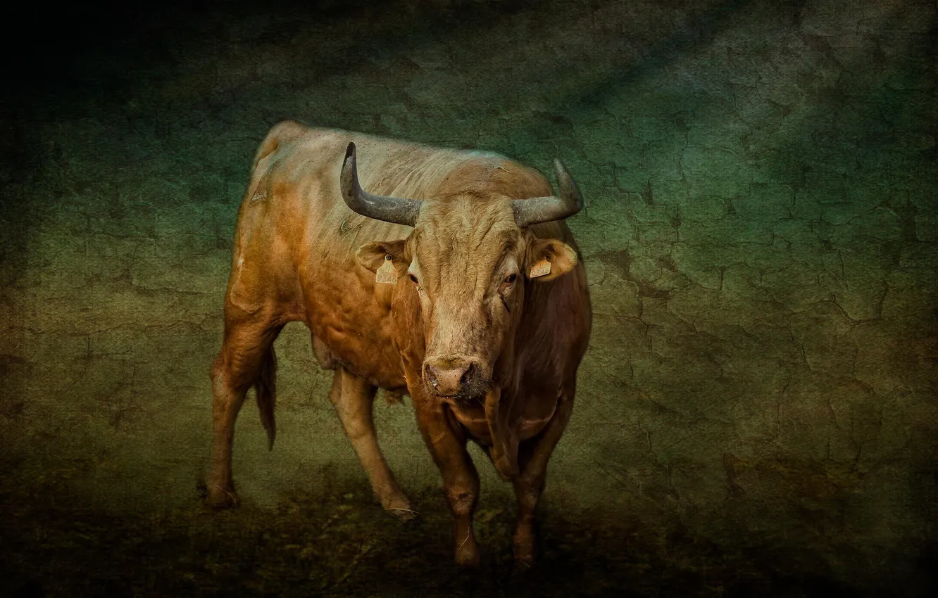 Photo wallpaper horns, bull, bullfighting