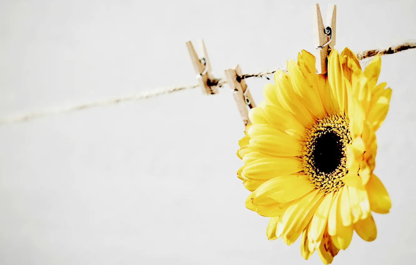 Photo wallpaper flower, background, clothespins