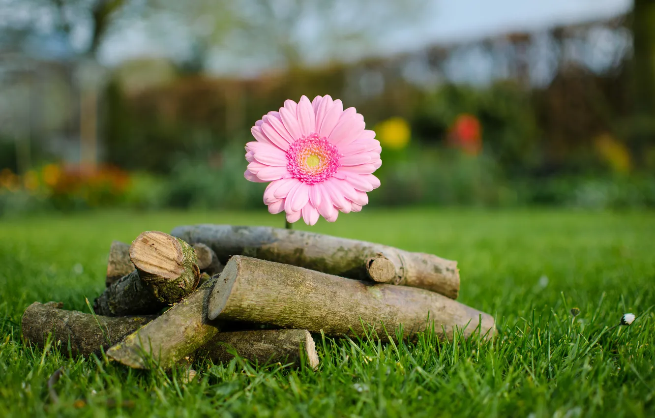 Photo wallpaper greens, grass, flowers, glare, blur, wood