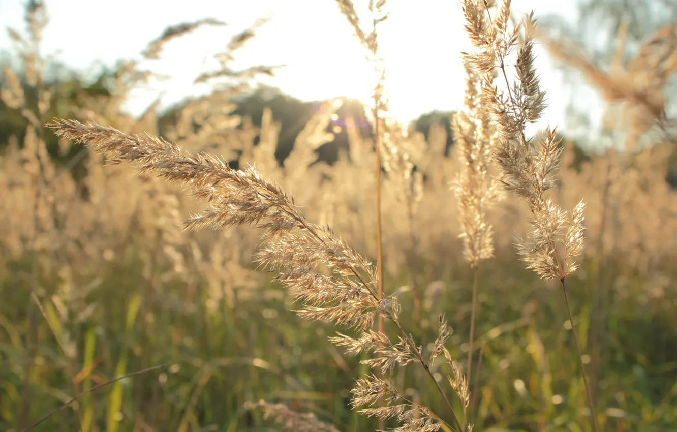 Photo wallpaper field, autumn, grass, the sun, macro, nature, beauty, the evening