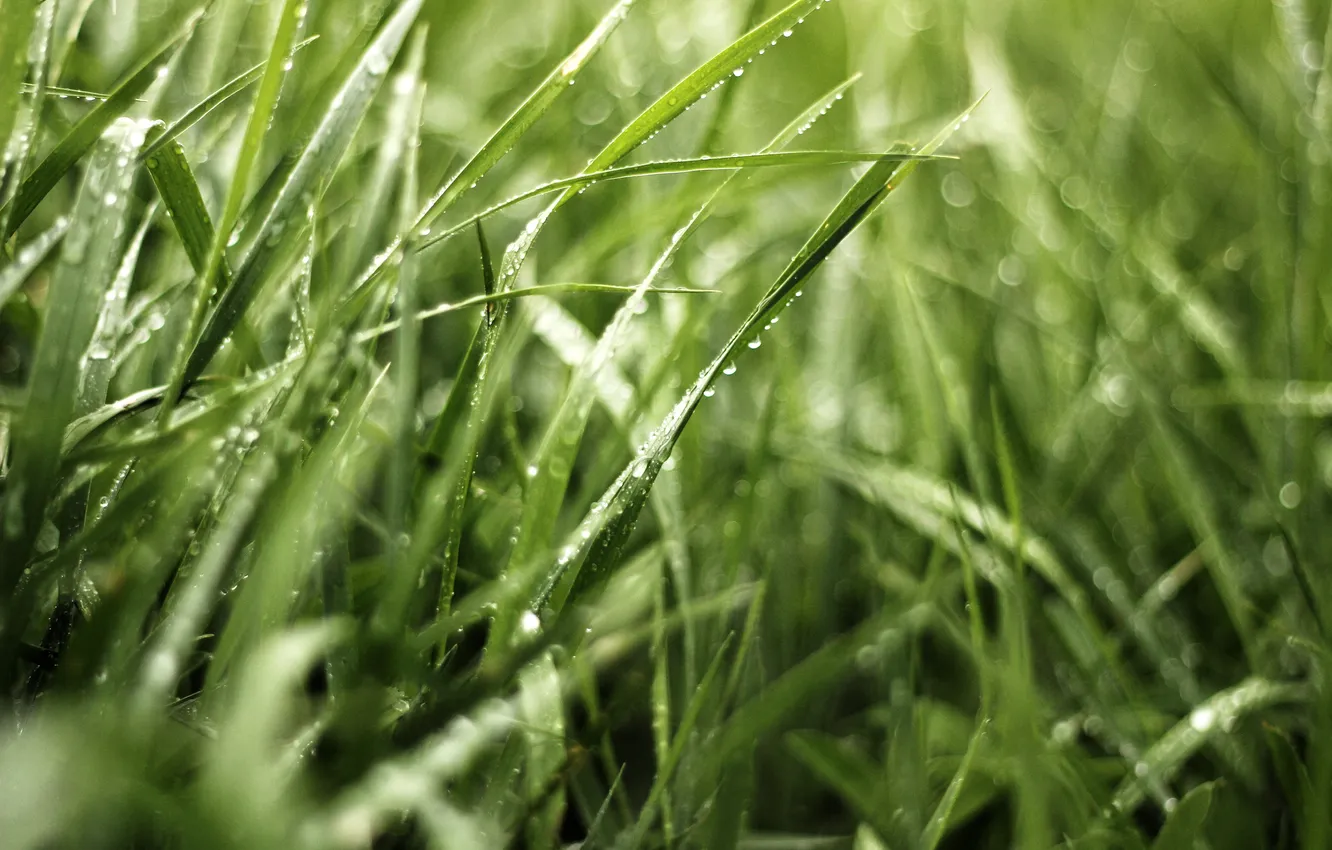 Photo wallpaper greens, grass, drops, macro, nature, Rosa, glare, green
