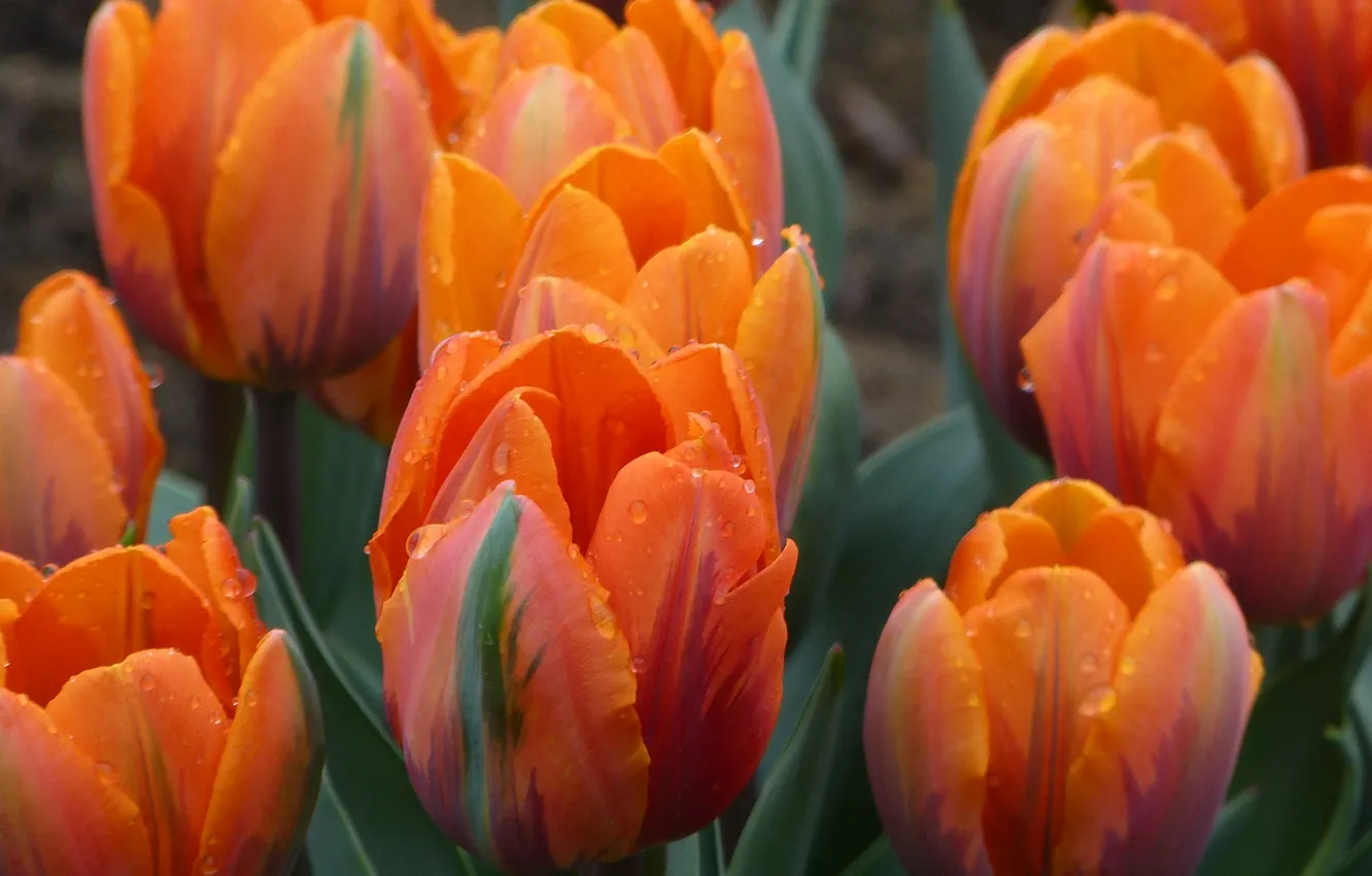 Photo wallpaper drops, Rosa, petals, garden, tulips, flowerbed