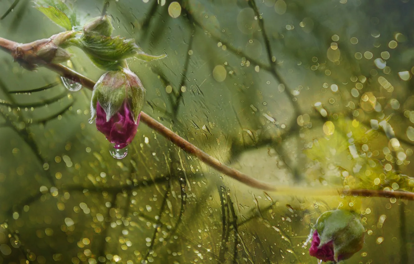 Photo wallpaper drops, rain, roses, buds, bokeh, by dashakern