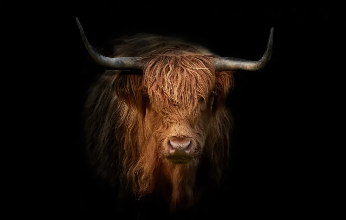 Photo wallpaper nature, background, bull