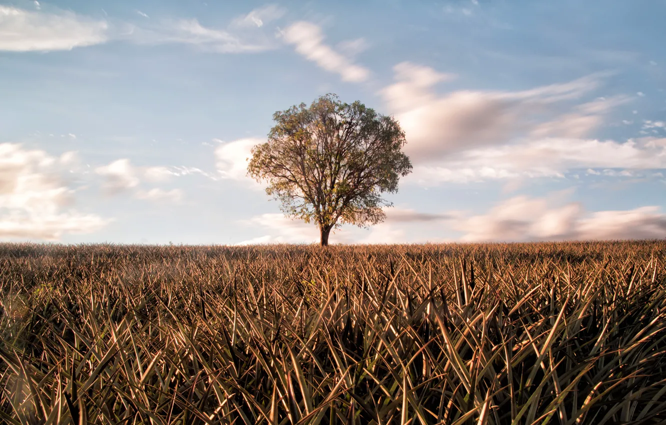 Photo wallpaper field, the sky, grass, clouds, light, trees, lonely