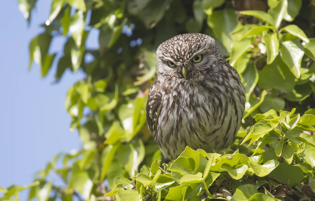 Photo wallpaper leaves, branches, owl, bird, The little owl