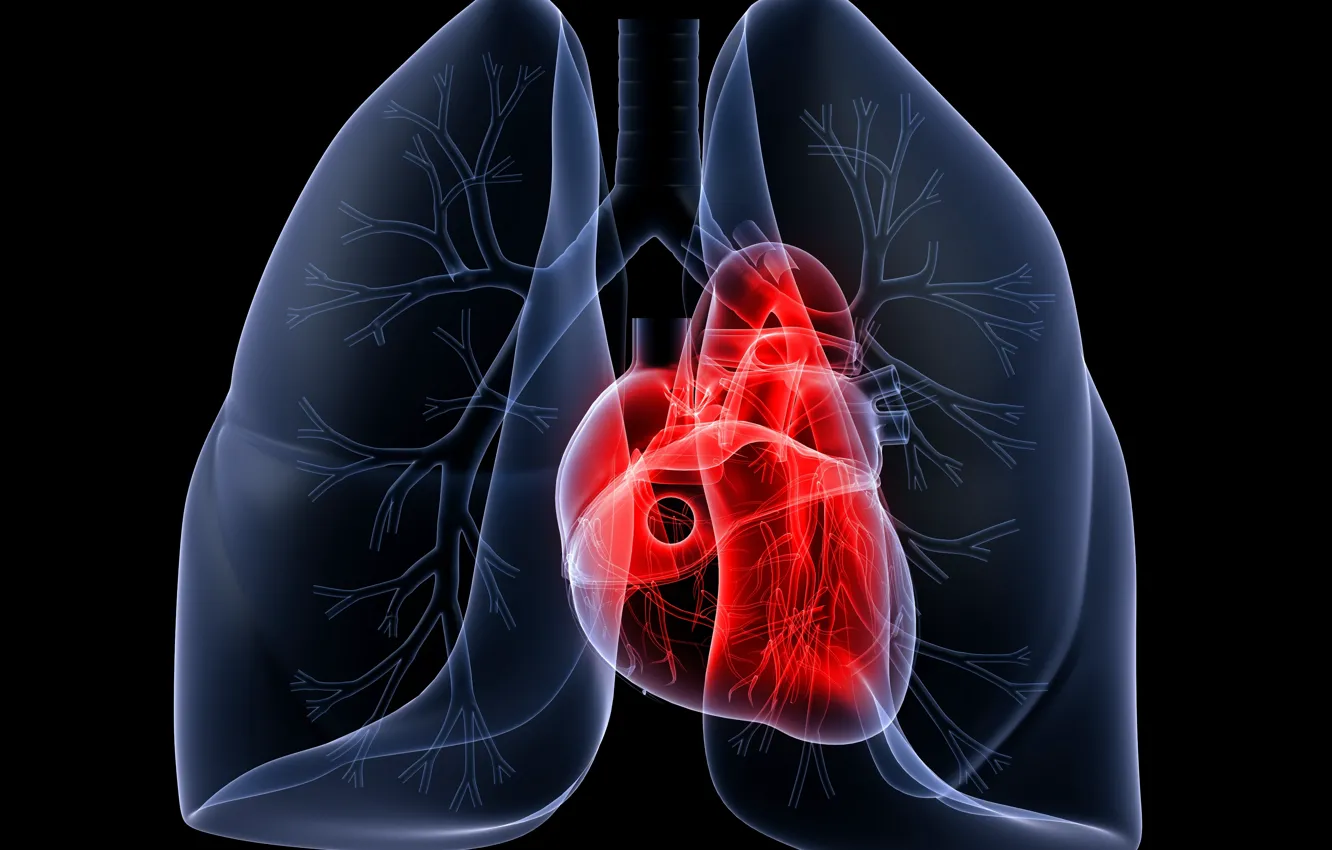 Photo wallpaper heart, body, human, traquia