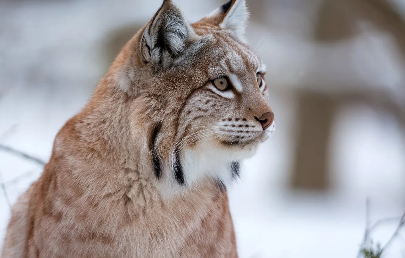 Photo wallpaper winter, snow, portrait, lynx, AI art, neural network
