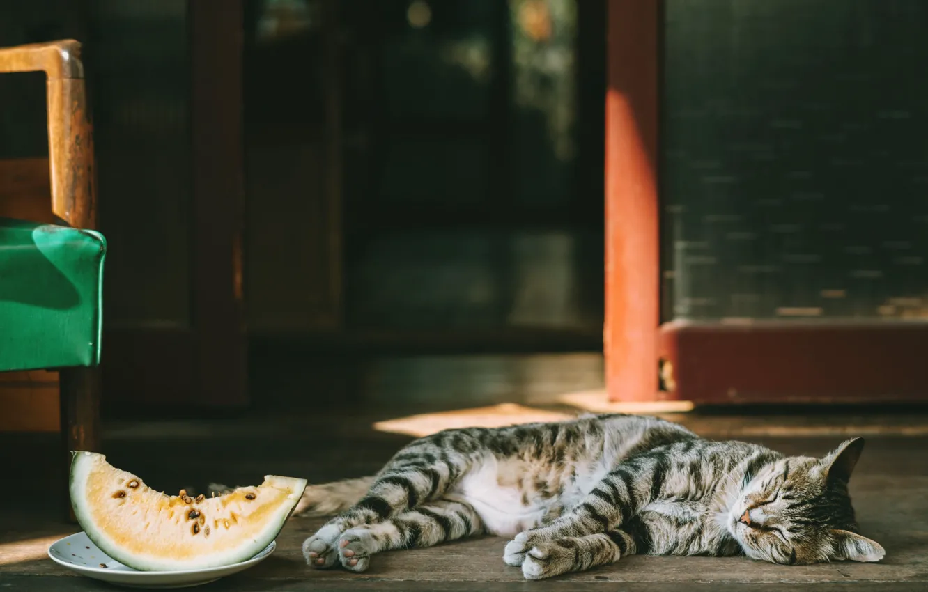 Photo wallpaper cat, cat, nature, pose, sleep, face