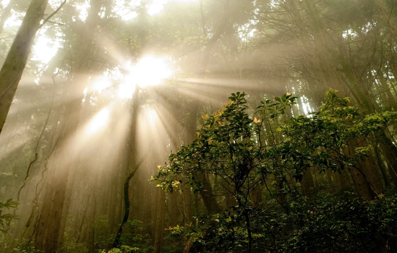 Photo wallpaper forest, summer, rays, trees, nature, fog, photo, morning