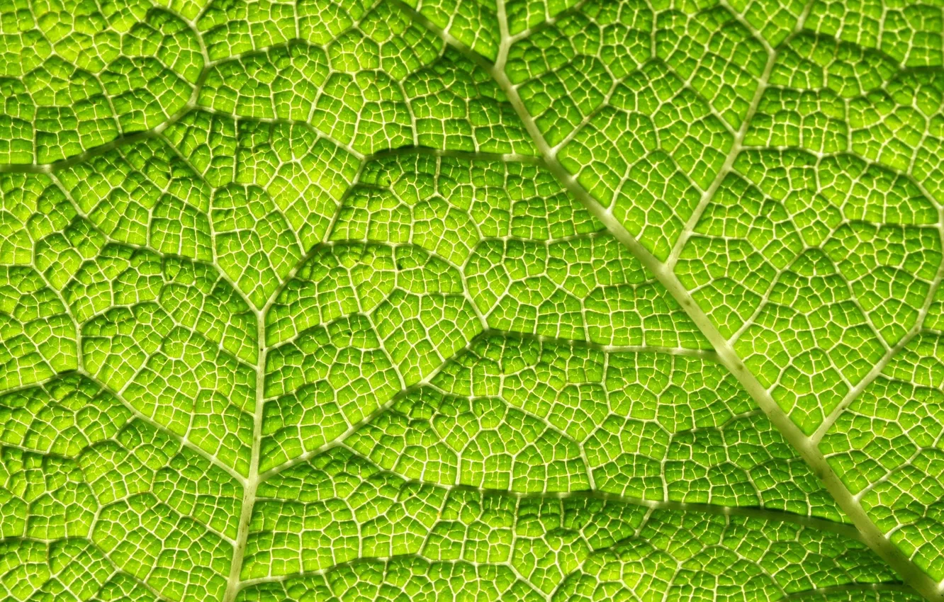 Photo wallpaper greens, leaves, veins