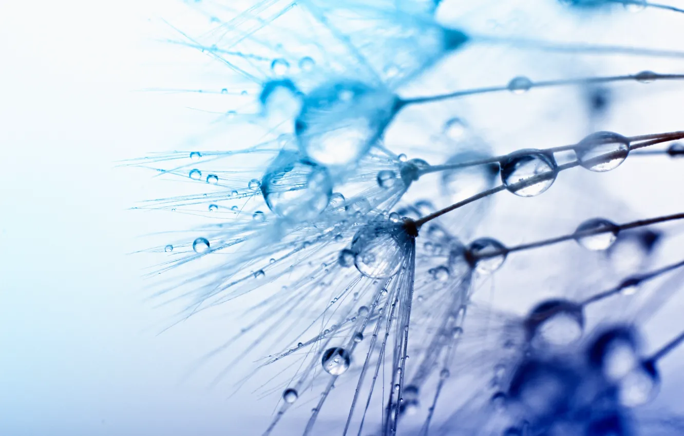 Photo wallpaper water, drops, macro, Rosa, background, blue, widescreen, Wallpaper