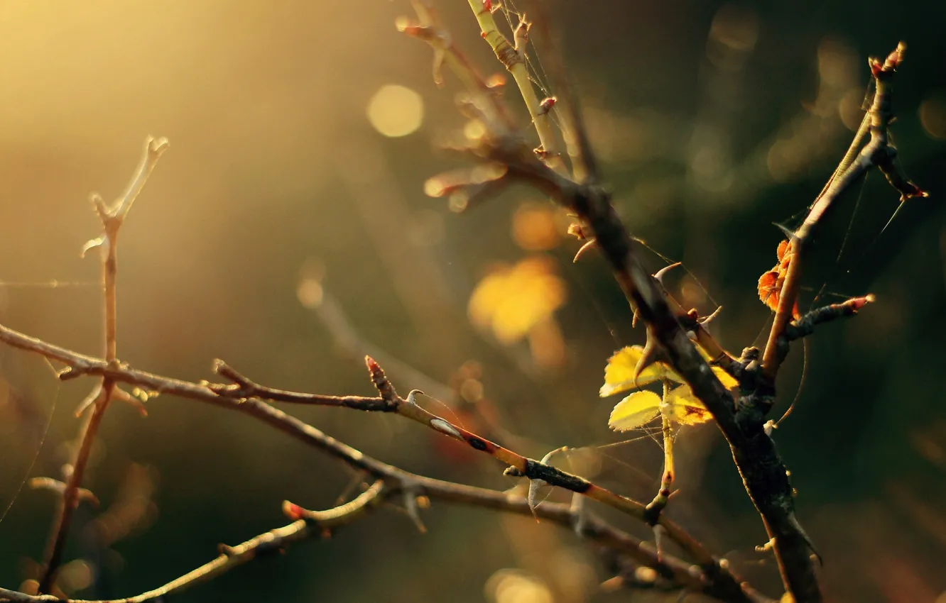 Photo wallpaper leaves, macro, trees, branches, yellow, background, widescreen, Wallpaper