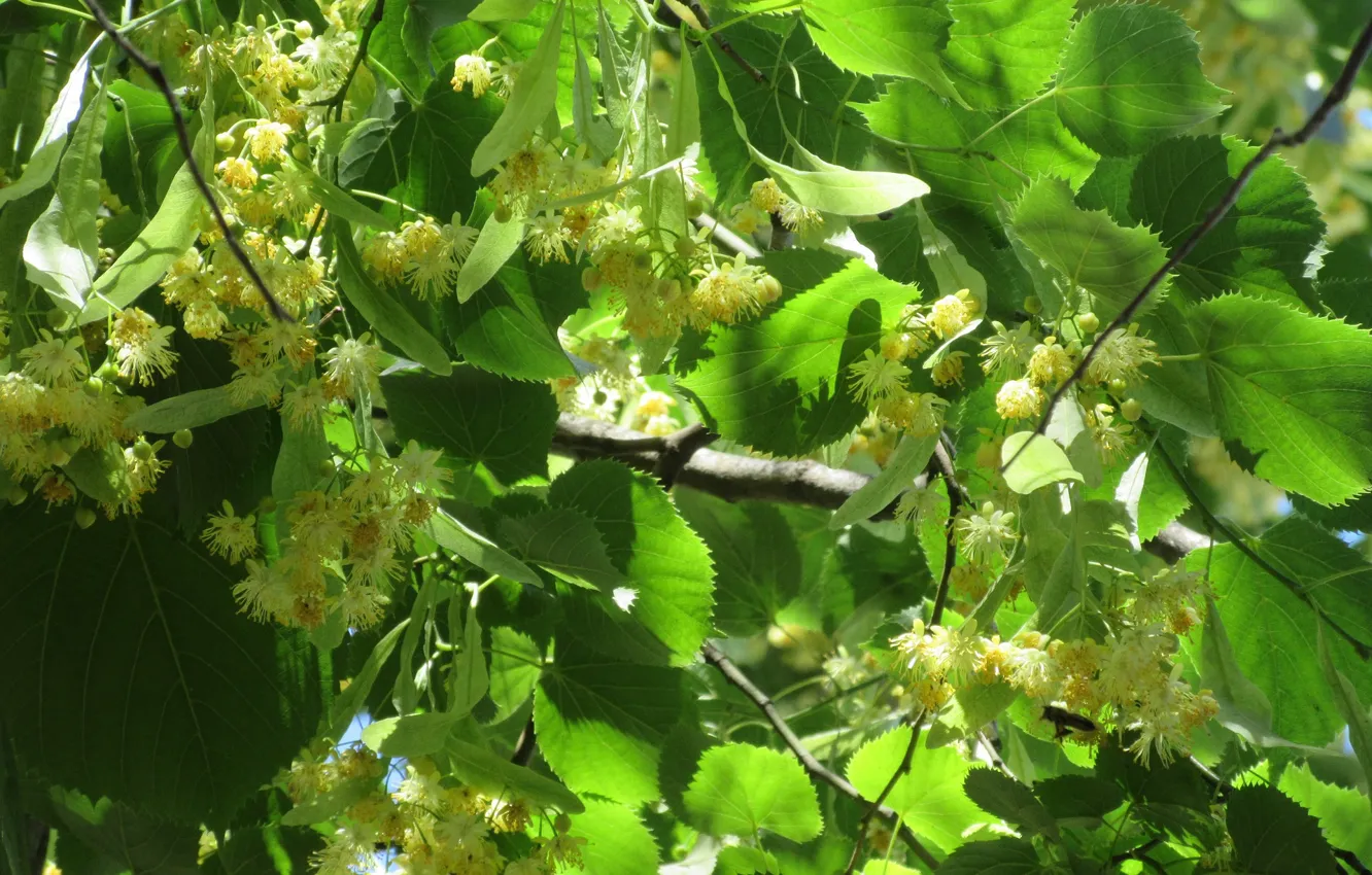 Photo wallpaper leaves, flowers, Linden, June, Mamala ©, Summer 2018
