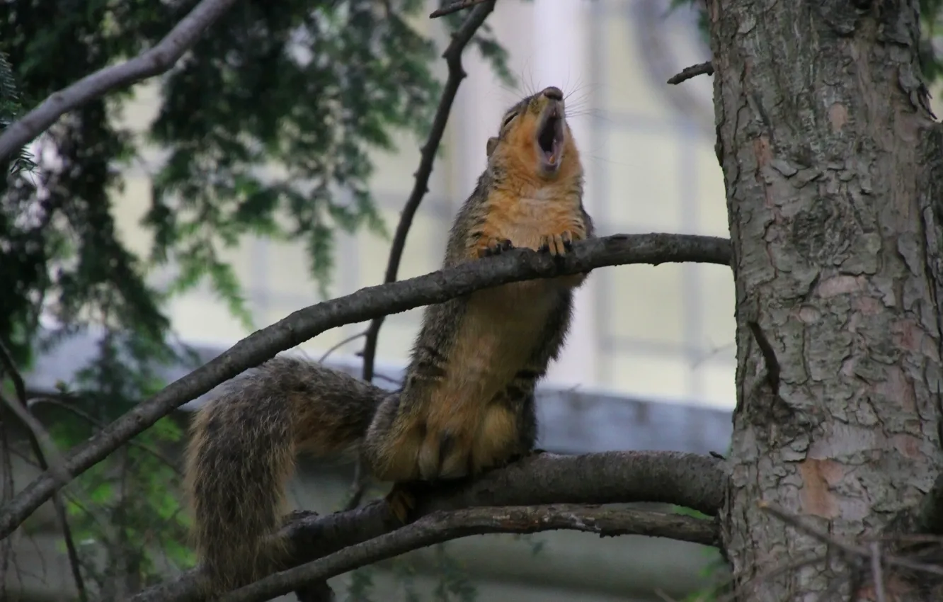 Photo wallpaper trees, branches, protein, Aria, Serenade, screaming squirrel