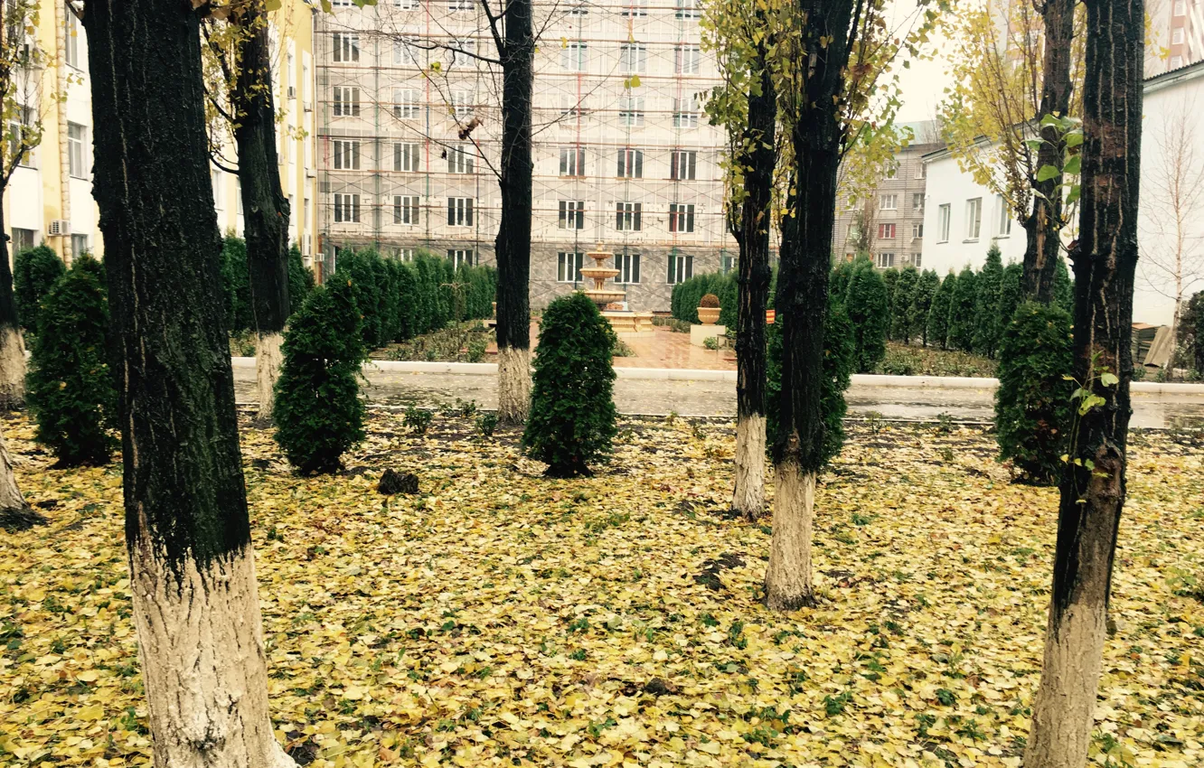 Photo wallpaper autumn, leaves, beauty