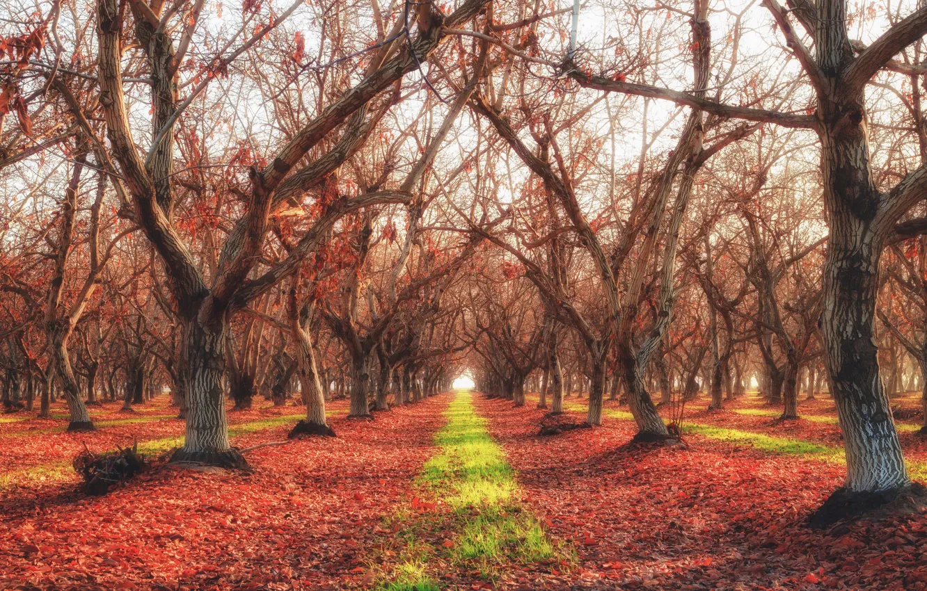 Photo wallpaper autumn, grass, leaves, trees, Park, alley