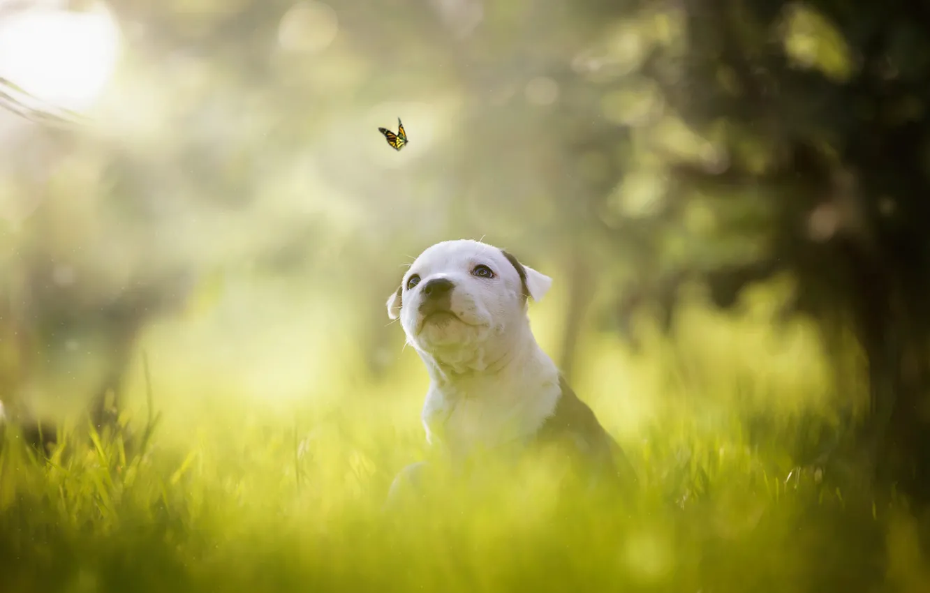 Photo wallpaper greens, white, summer, grass, look, light, flight, branches