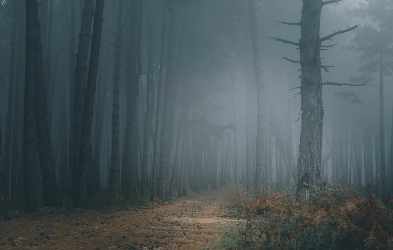 Photo wallpaper forest, trees, nature, fog, path, Montenegro