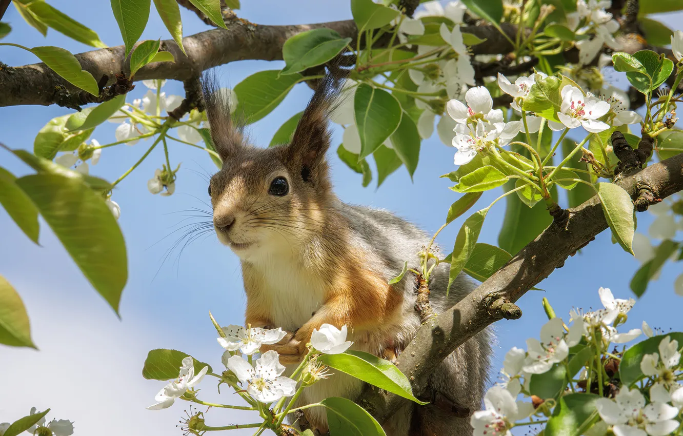 Photo wallpaper flowers, branches, protein, Sergey Morozov