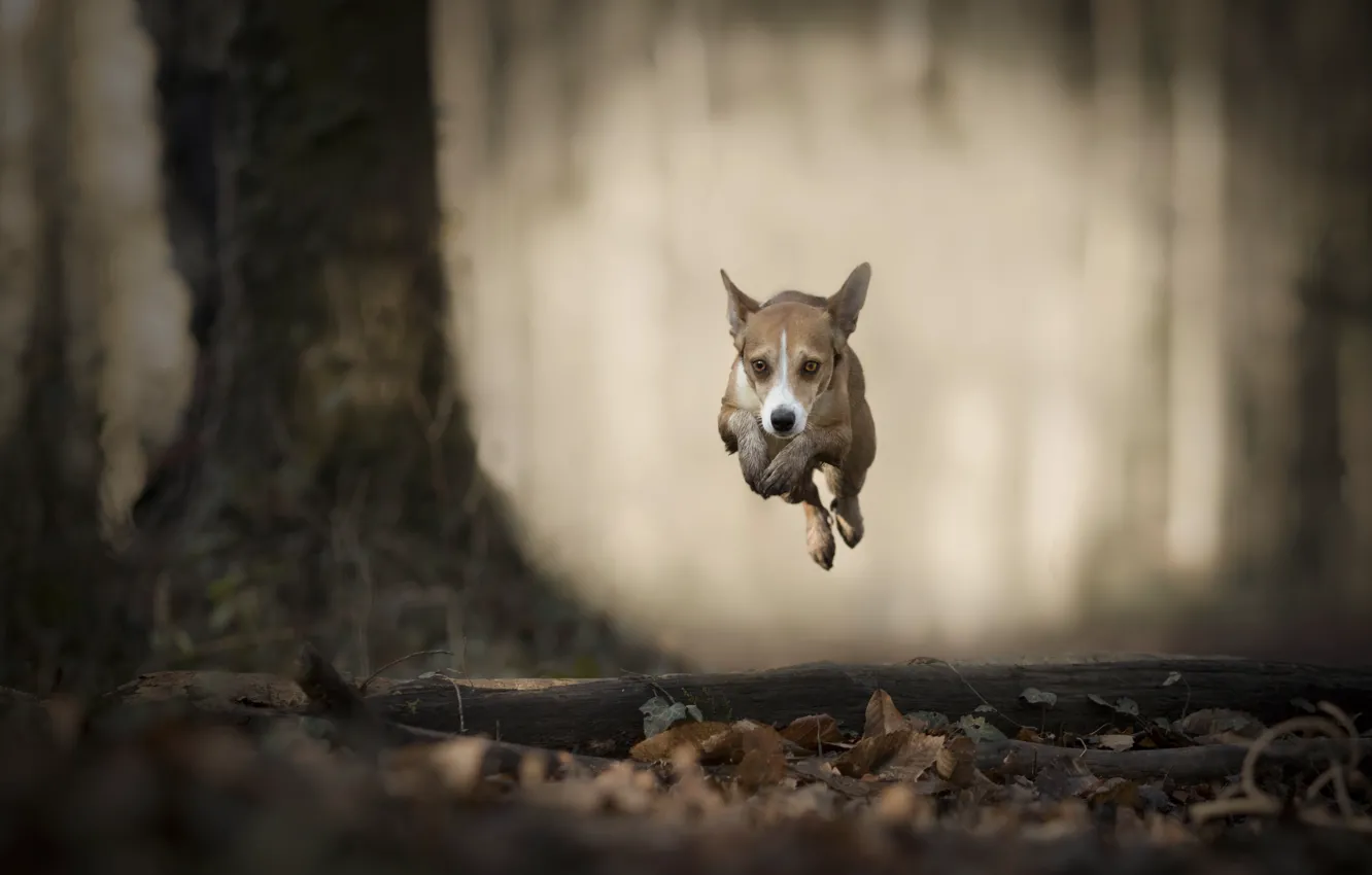 Photo wallpaper each, dog, running, flight