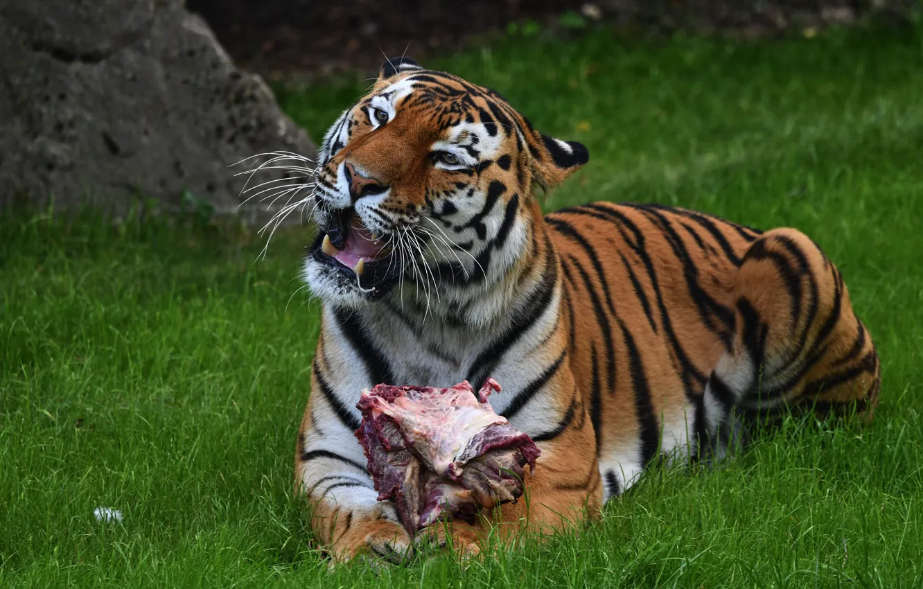 Photo wallpaper greens, grass, face, tiger, pose, mouth, meat, lies