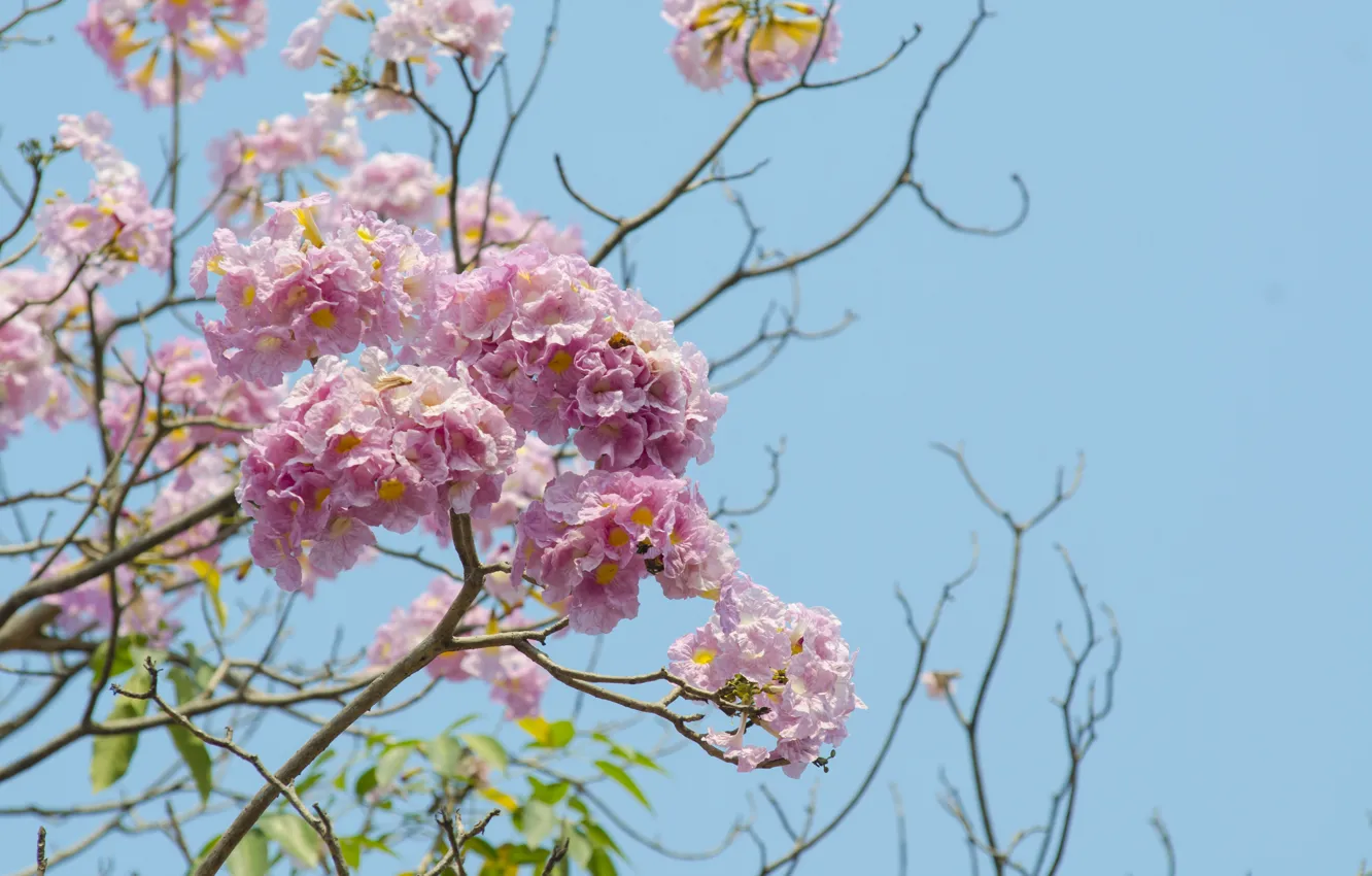 Photo wallpaper flowers, branches, spring, pink, flowering, pink, blossom, flowers