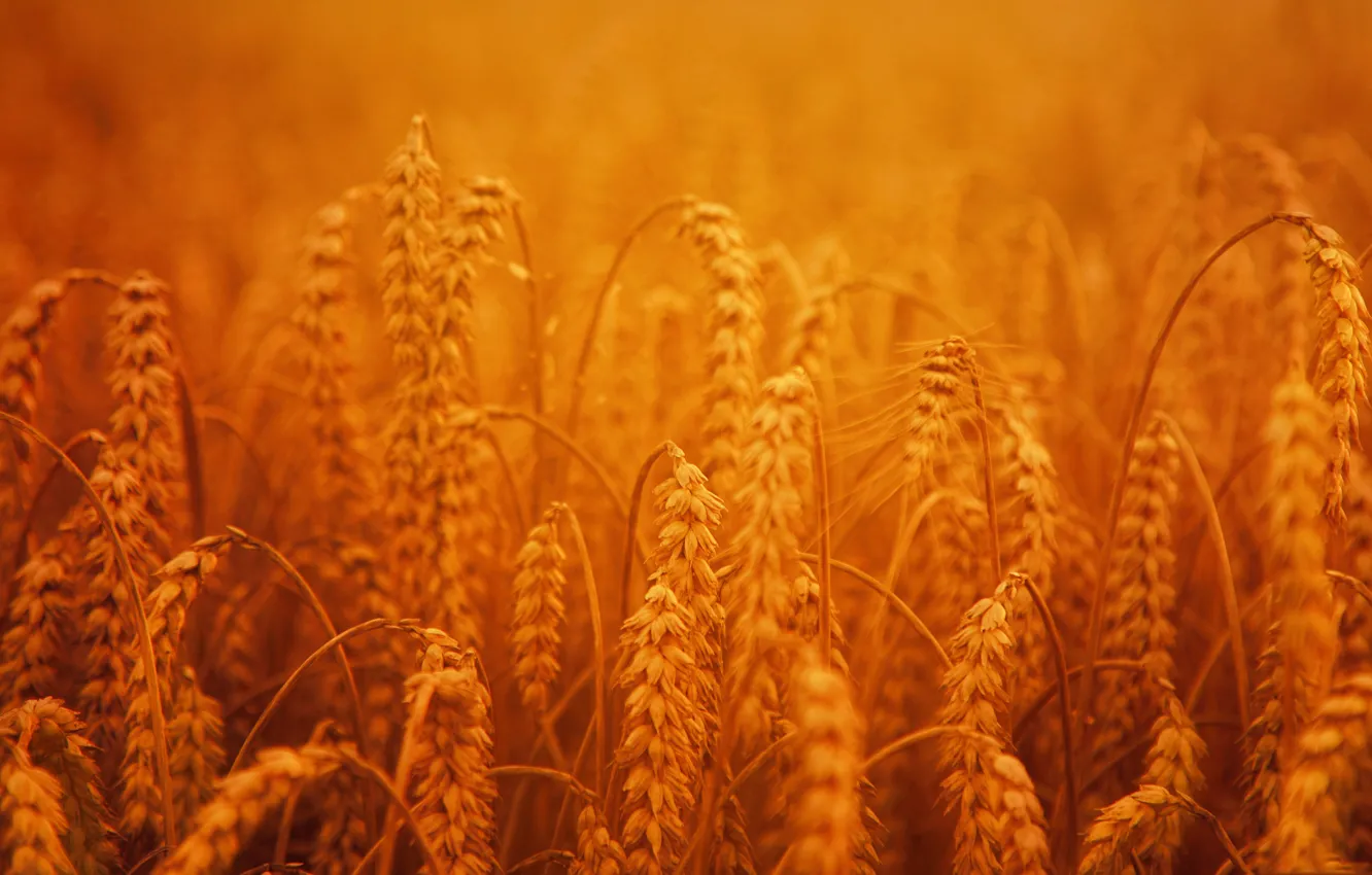 Photo wallpaper field, harvest, ears