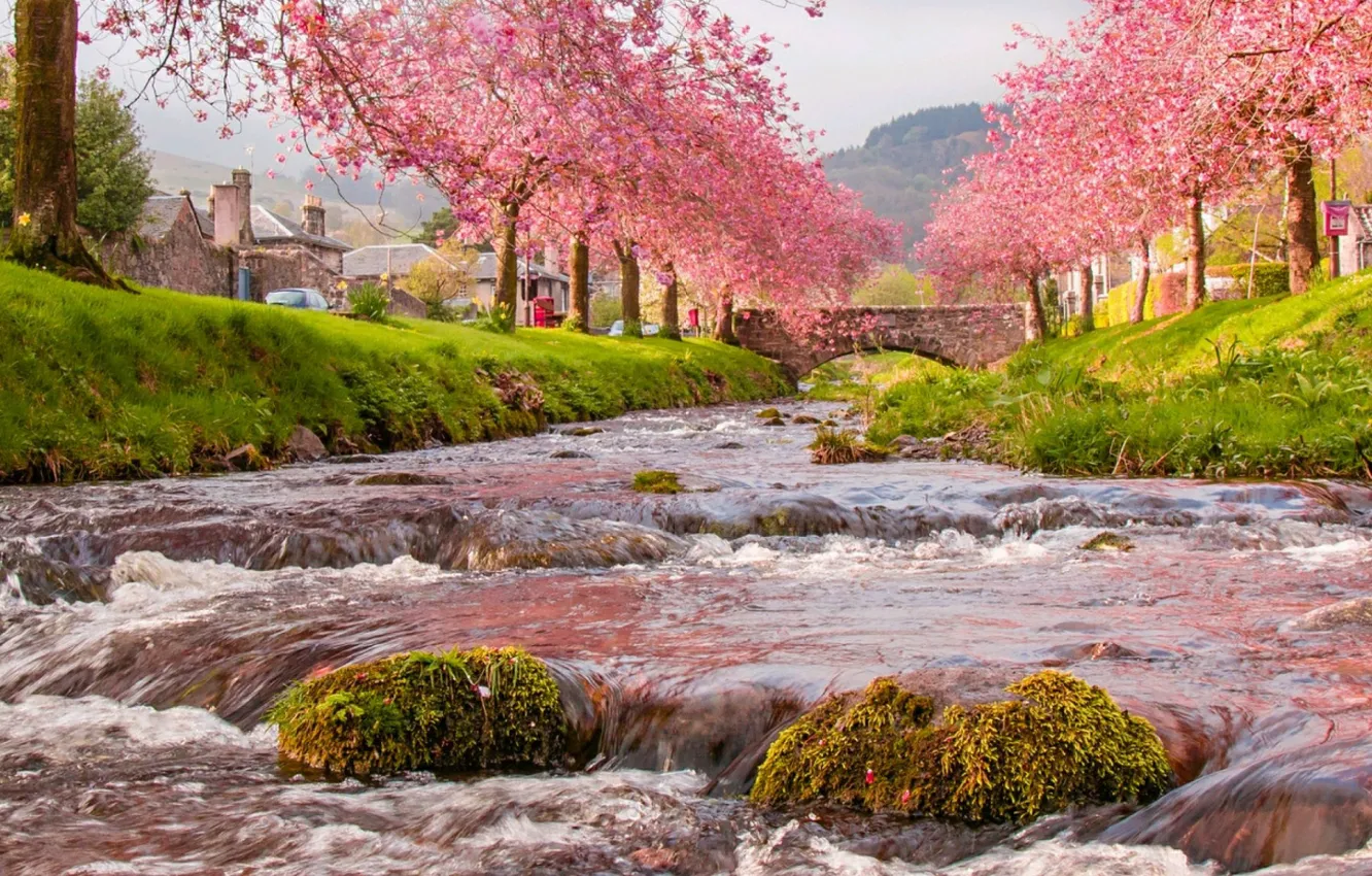 Photo wallpaper water, trees, house, river, for, spring, Sakura, river