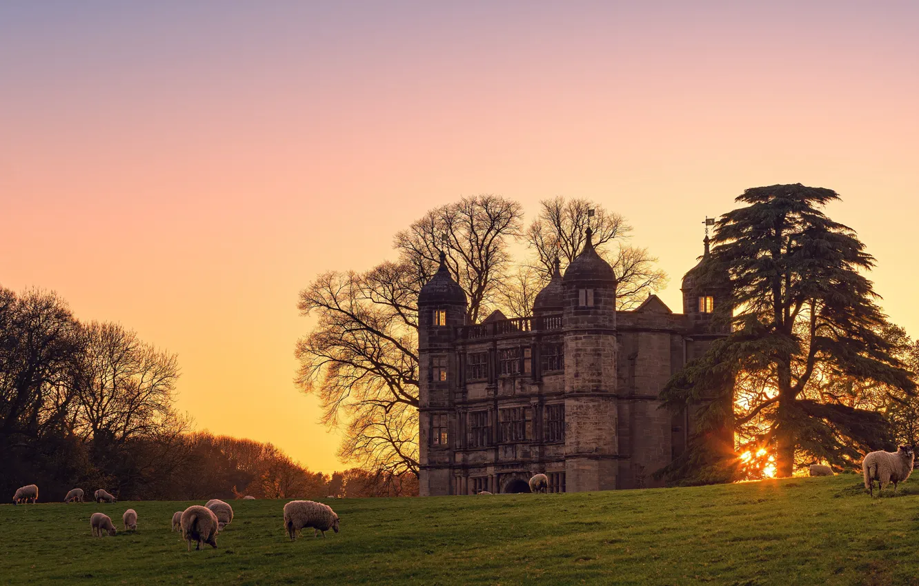 Photo wallpaper castle, sheep, pasture