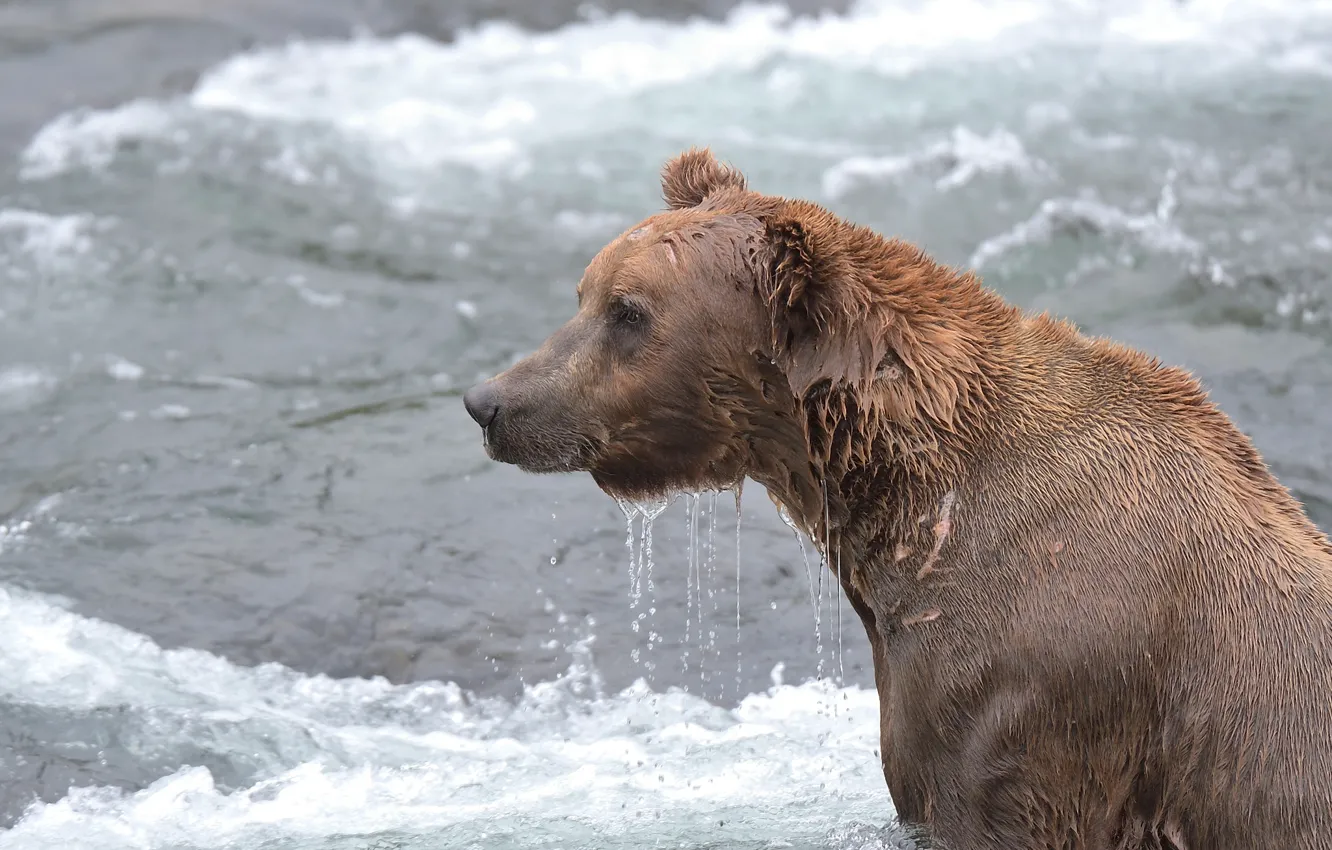 Photo wallpaper water, wet, bear, Alaska
