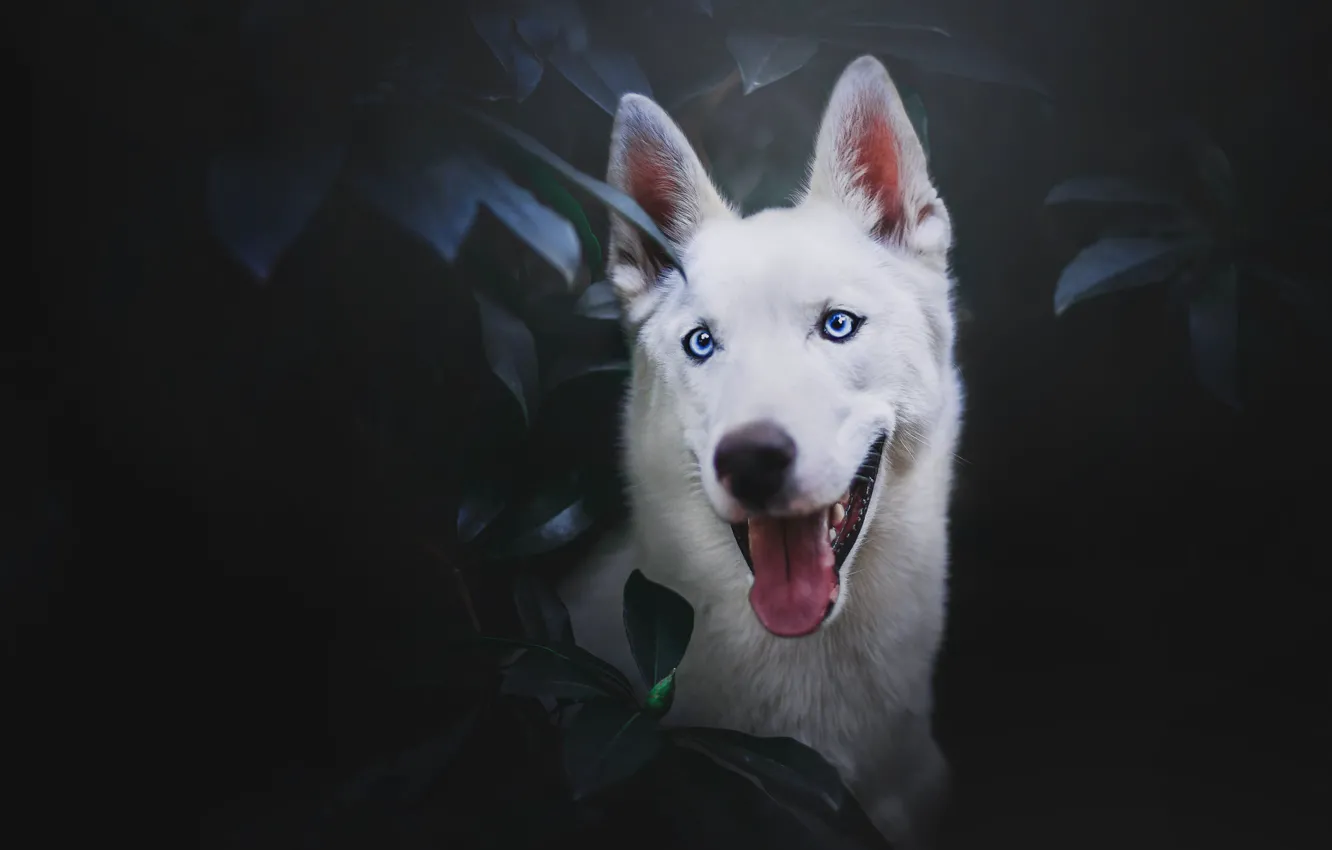 Photo wallpaper language, face, leaves, portrait, The white Swiss shepherd dog