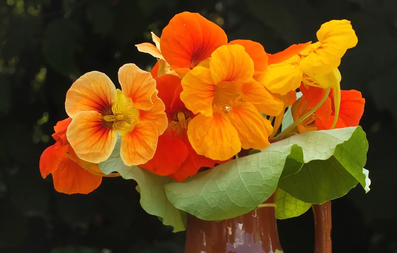 Photo wallpaper background, bouquet, orange flowers, nasturtium