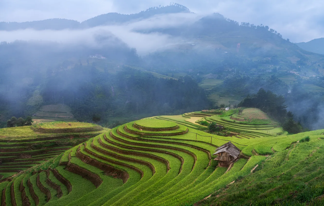 Photo wallpaper hill, plantation, cabin