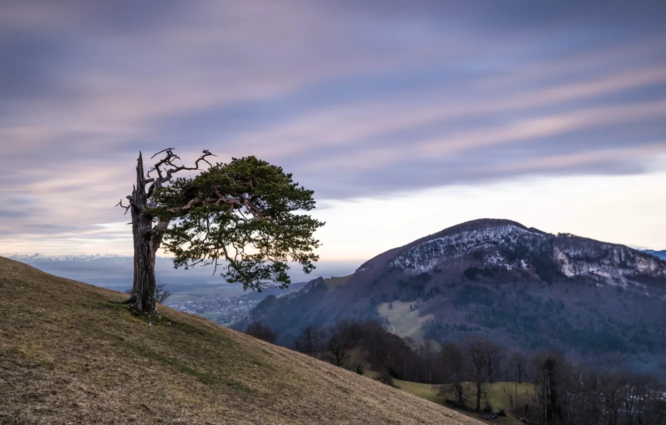 Photo wallpaper trees, mountains, nature