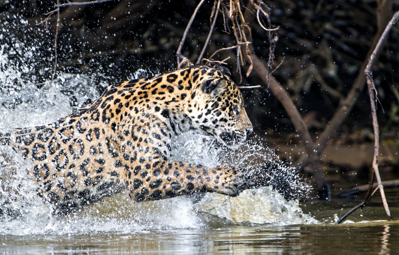 Photo wallpaper water, squirt, predator, Jaguar
