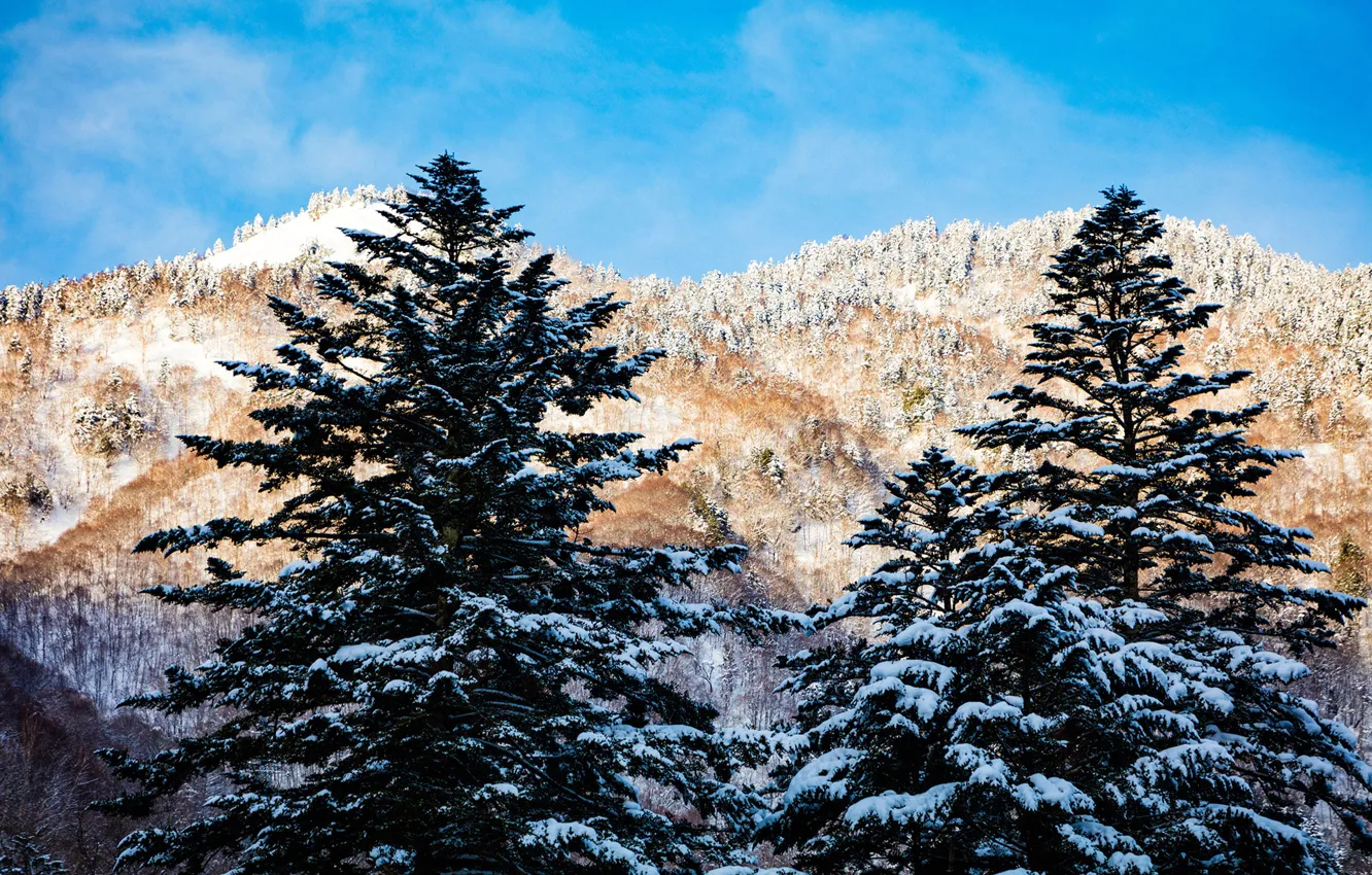 Photo wallpaper winter, forest, the sky, the sun, snow, trees, mountains, Japan