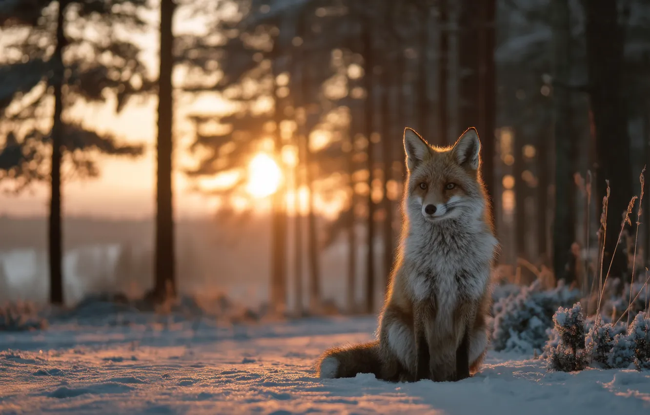 Photo wallpaper winter, forest, look, the sun, rays, light, snow, trees