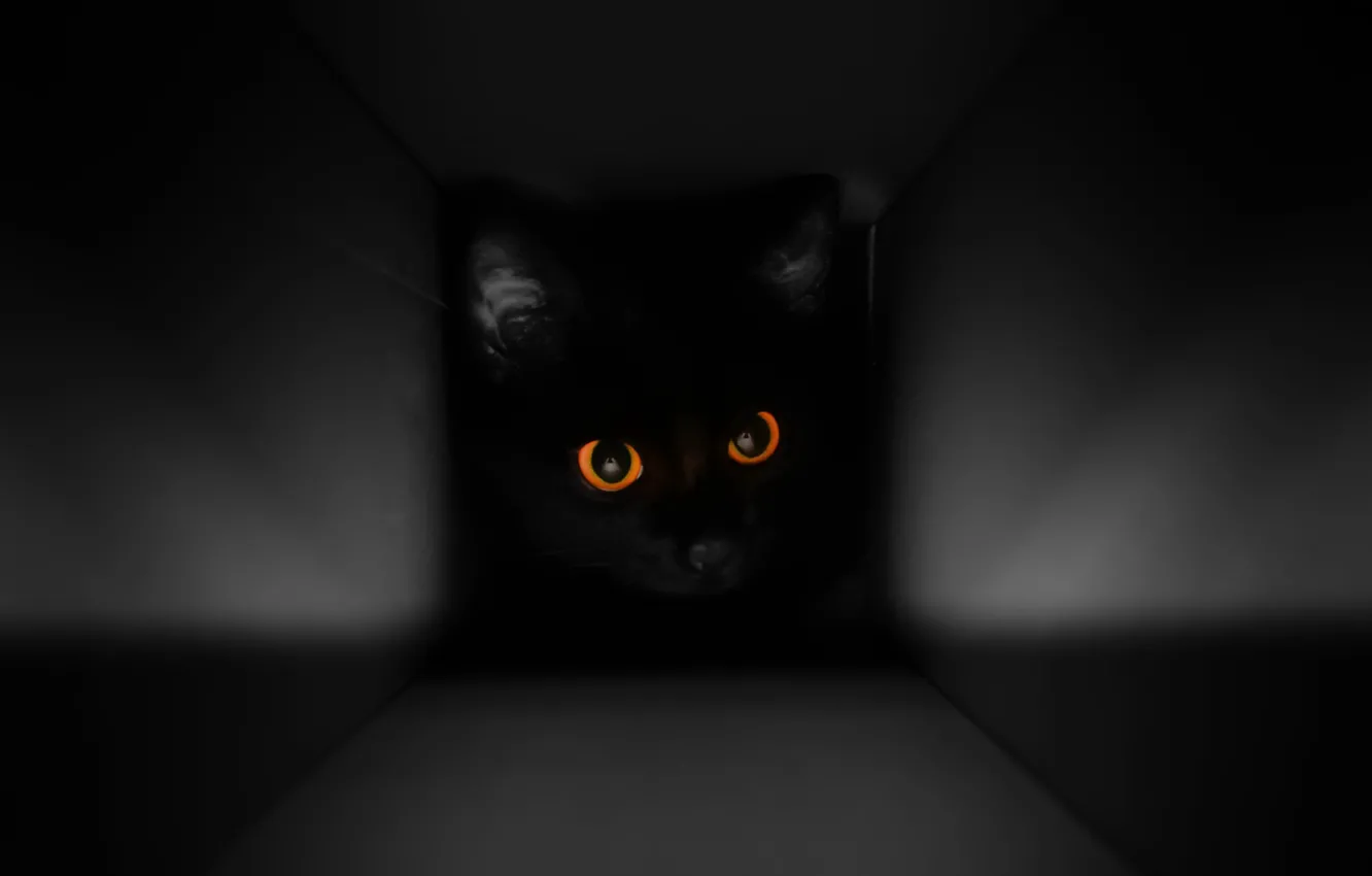 Photo wallpaper cat, look, background