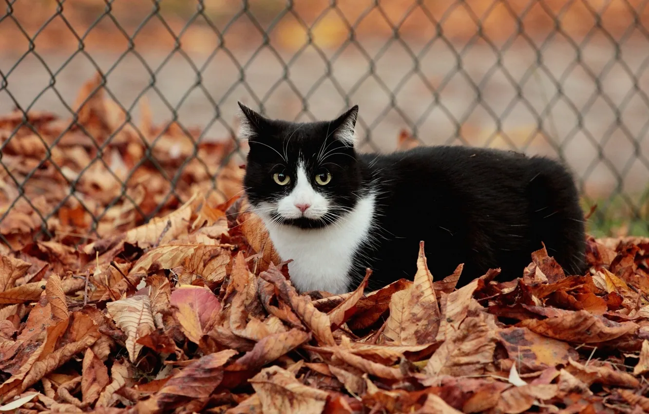 Photo wallpaper autumn, cat, cat, foliage