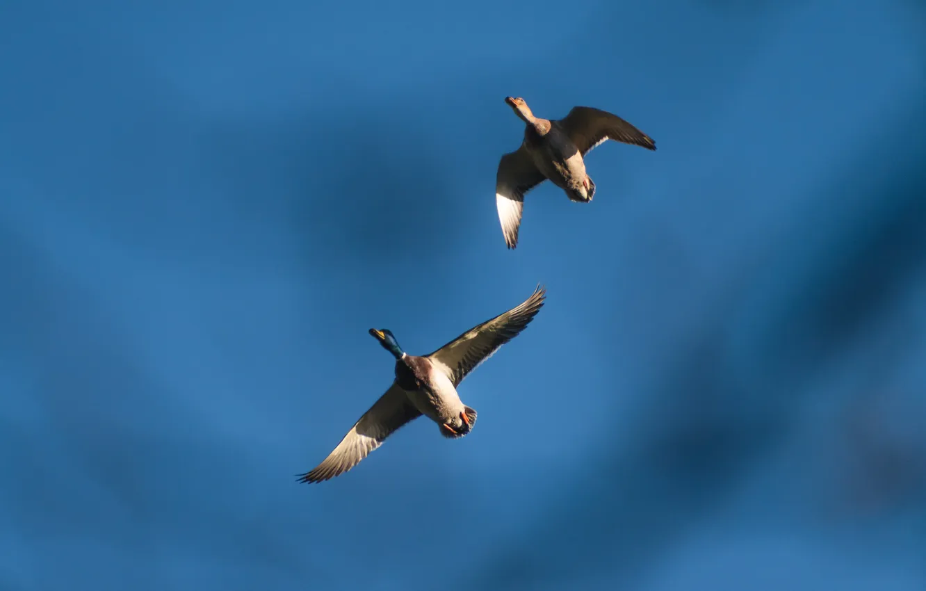 Photo wallpaper bird, duck, Mallard