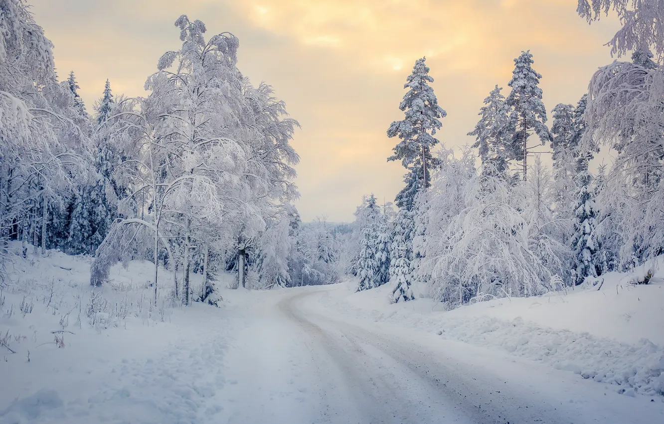 Photo wallpaper winter, road, forest